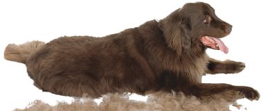 Dog shedding home remedies